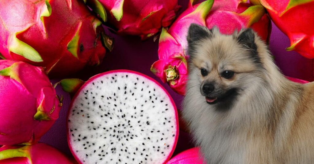 dragon fruit sliced open and german spitz dog