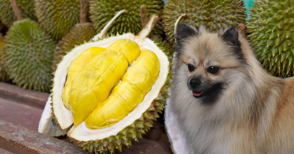 a bunch of durian fruits and a dog with one cut open durian fruit in the center