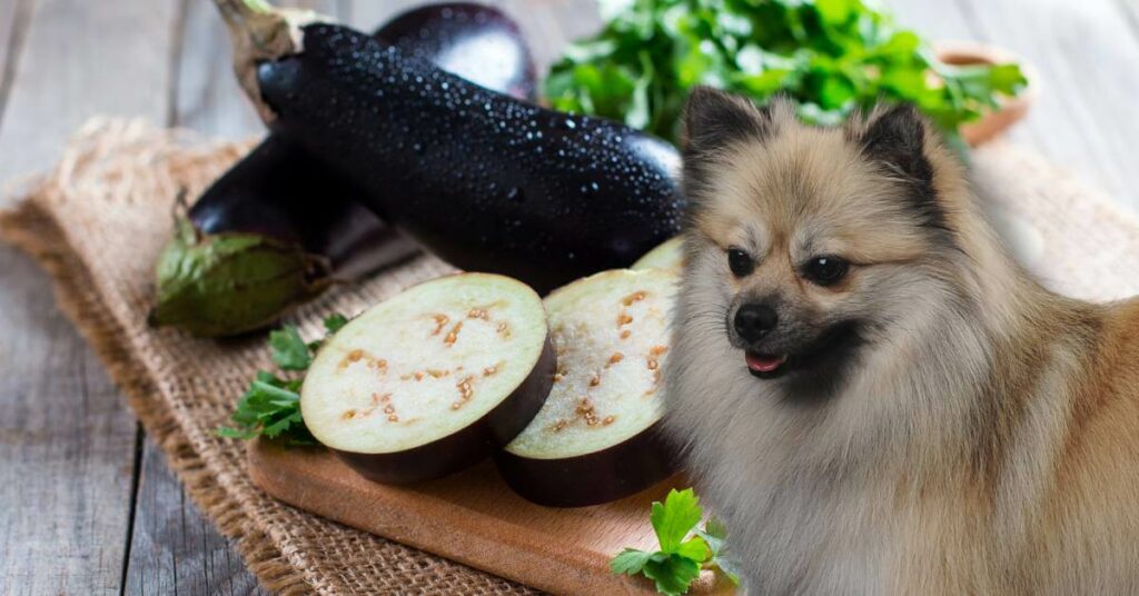 cut eggplant and small dog