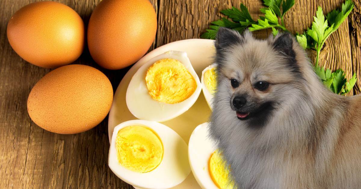 dog looking at whole eggs and hard-boiled egg halves