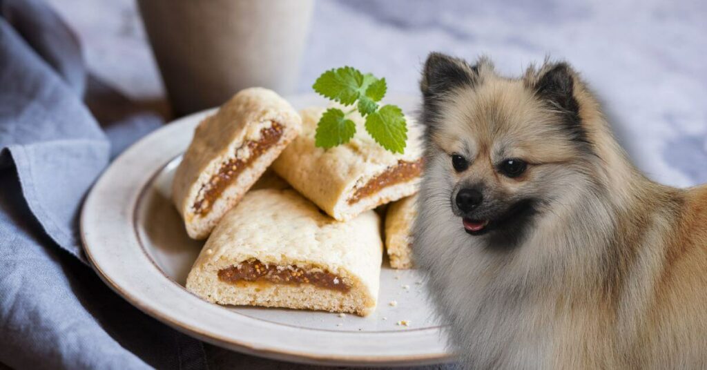 dog looking to eat fig newtons on a plate