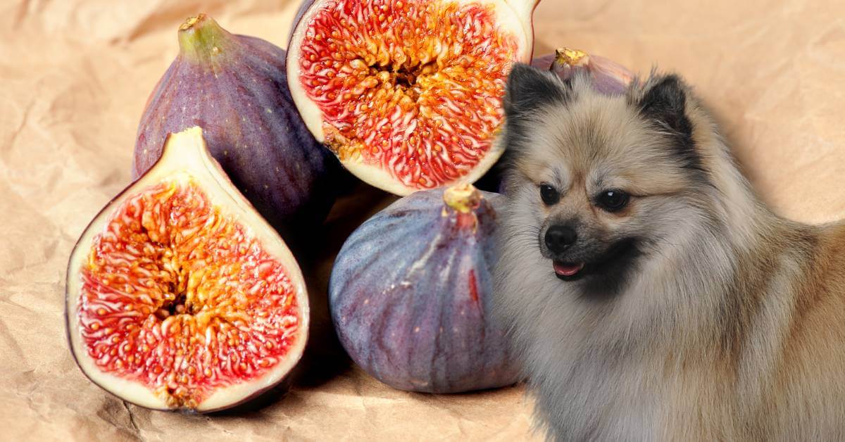 raw figs cut in half and a dog