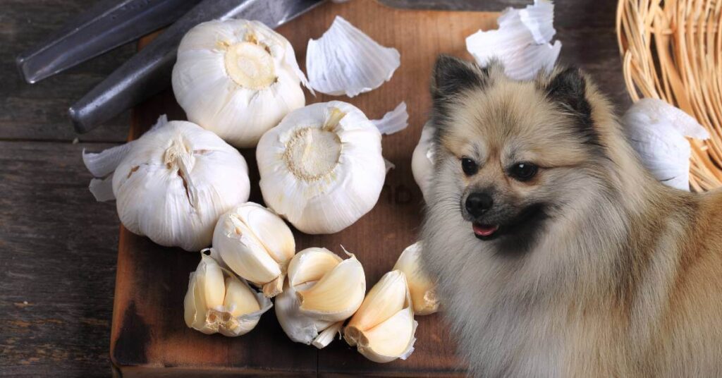 dog and garlic cloves with whole garlic on a wooden board