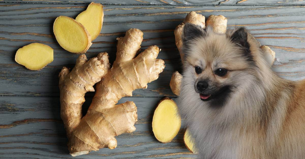 dog and ginger root with slices of ginger