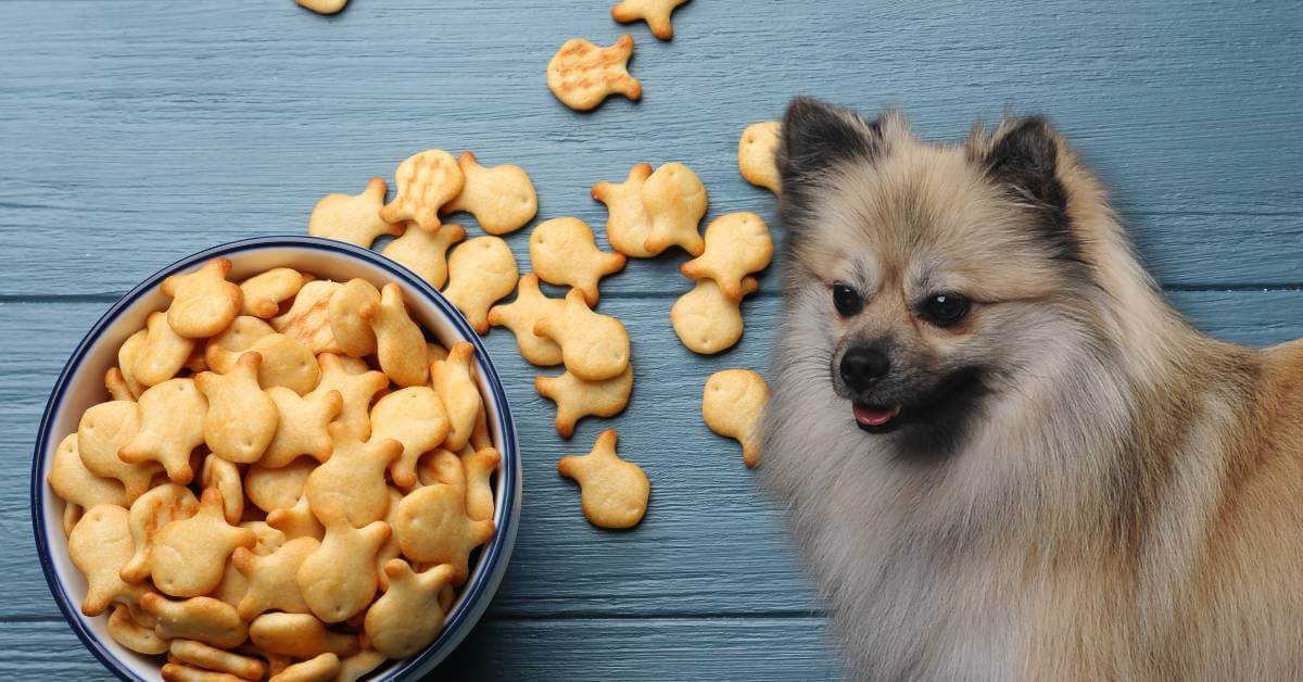 dogs looking to eat goldfish crackers