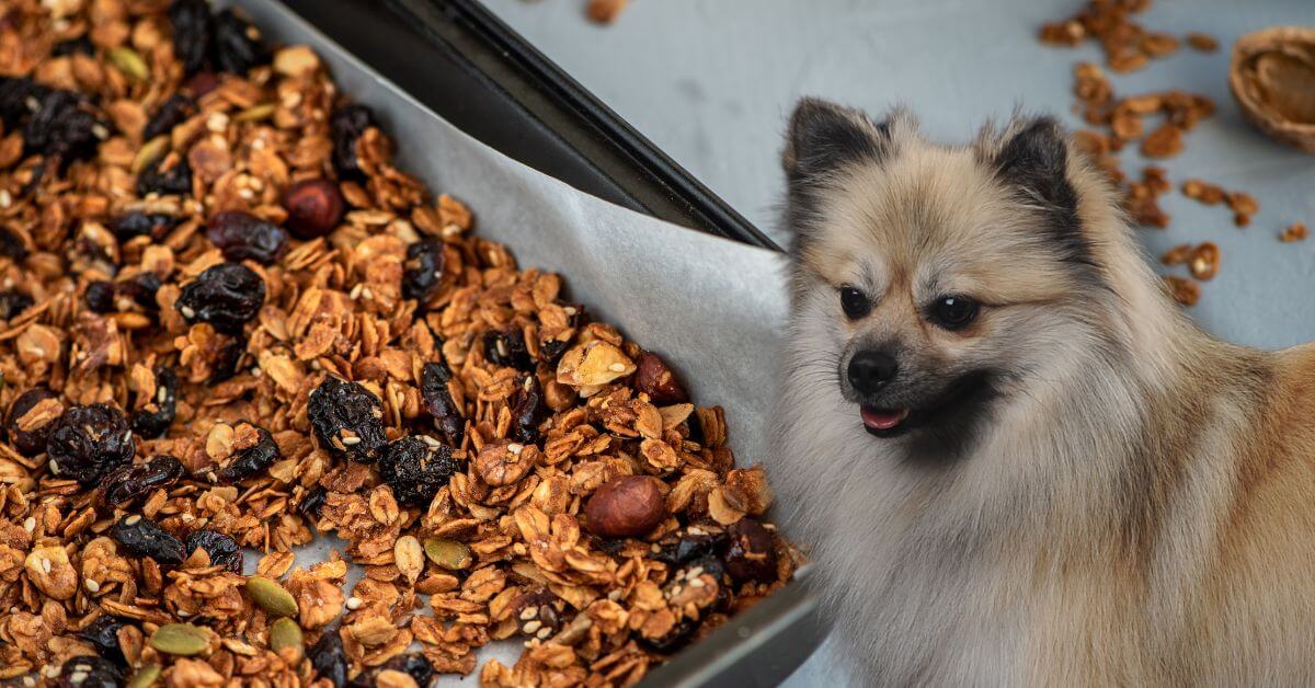 granola mix in a baking tray and a small dog