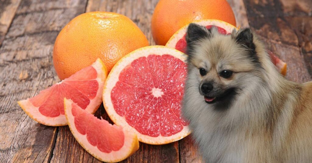 whole grapefruit and peels and a dog