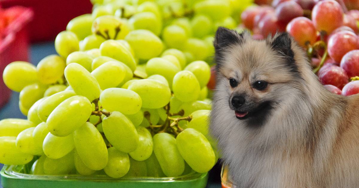 red and white grapes and a dog