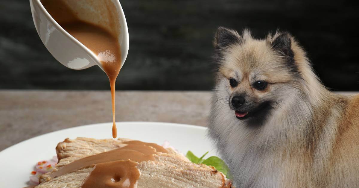 Dog looking at gravy poured over meat