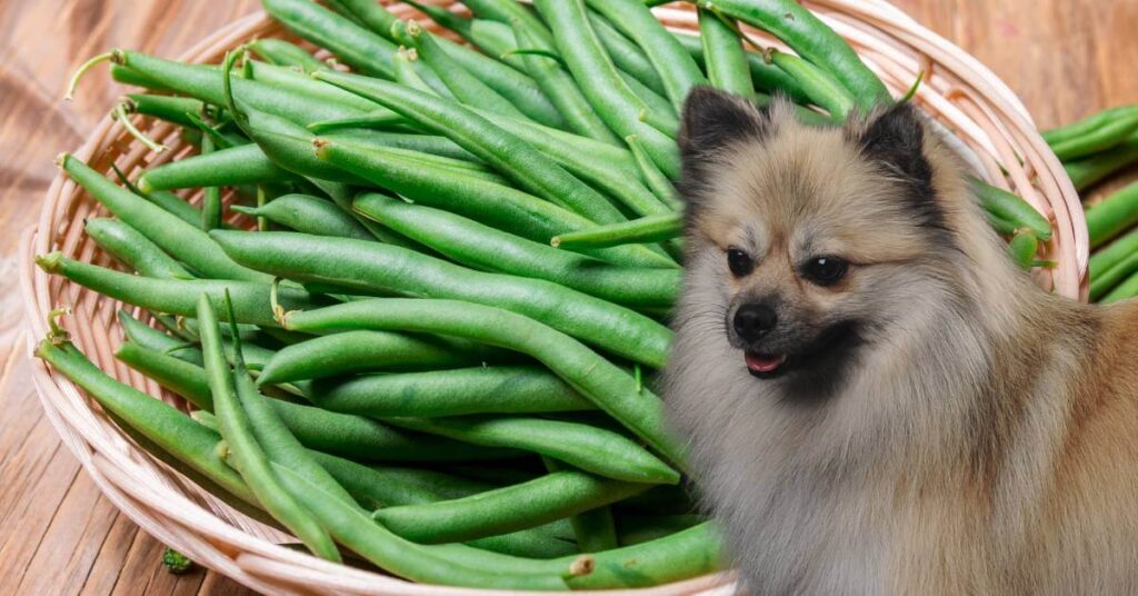 dog looking at green beans in a basket