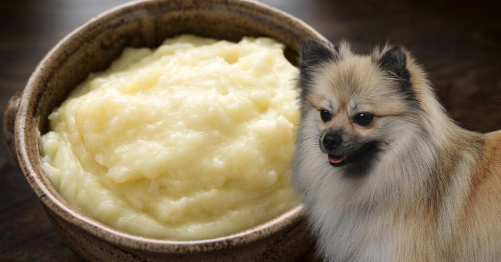 bowl of cooked grits and dog