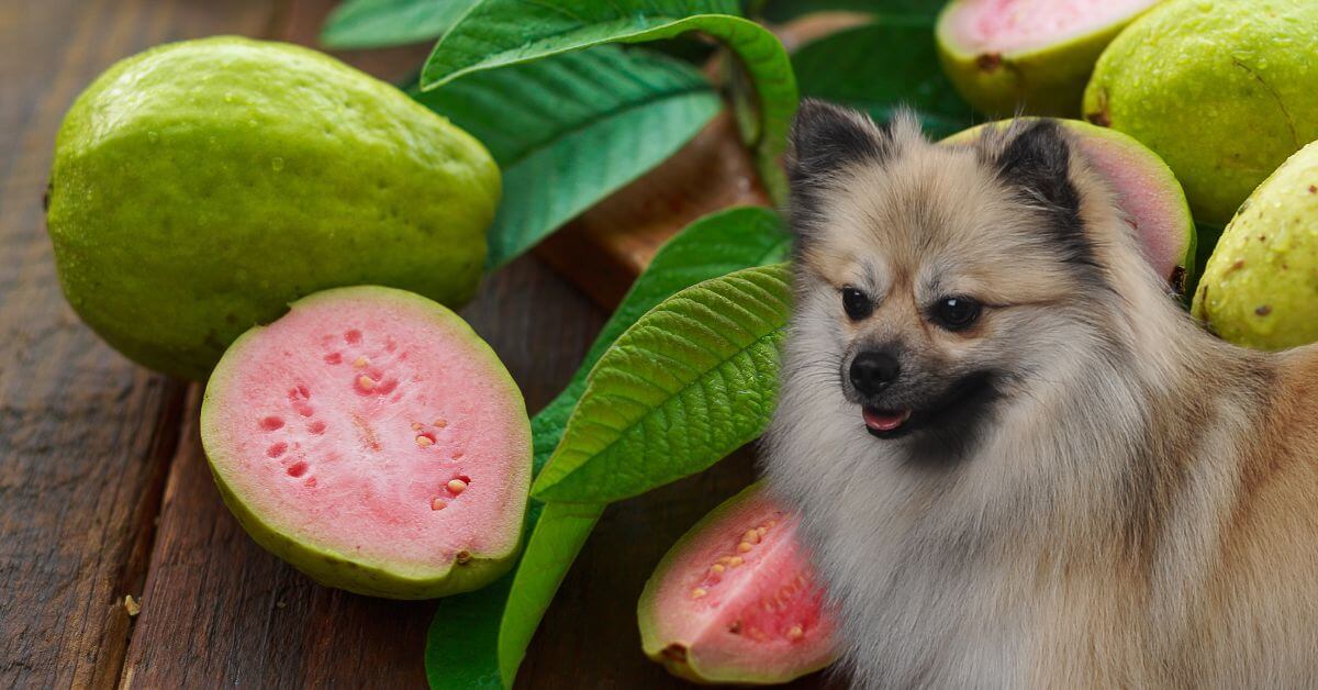 guava cut in half and a dog