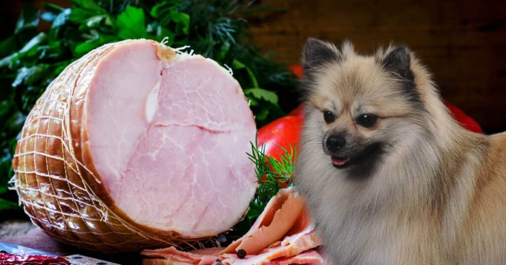 dog looking at ham