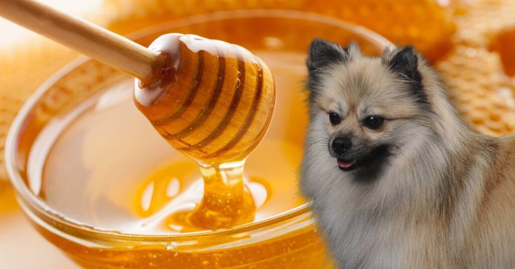 dog and honey spoon in a bowl of honey