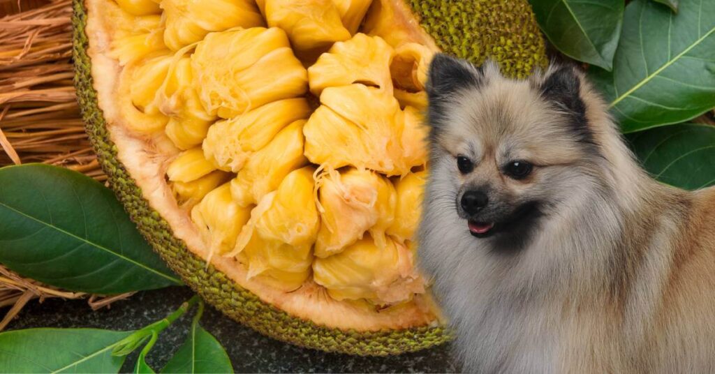 whole jackfruit with peeled edible arils and a dog