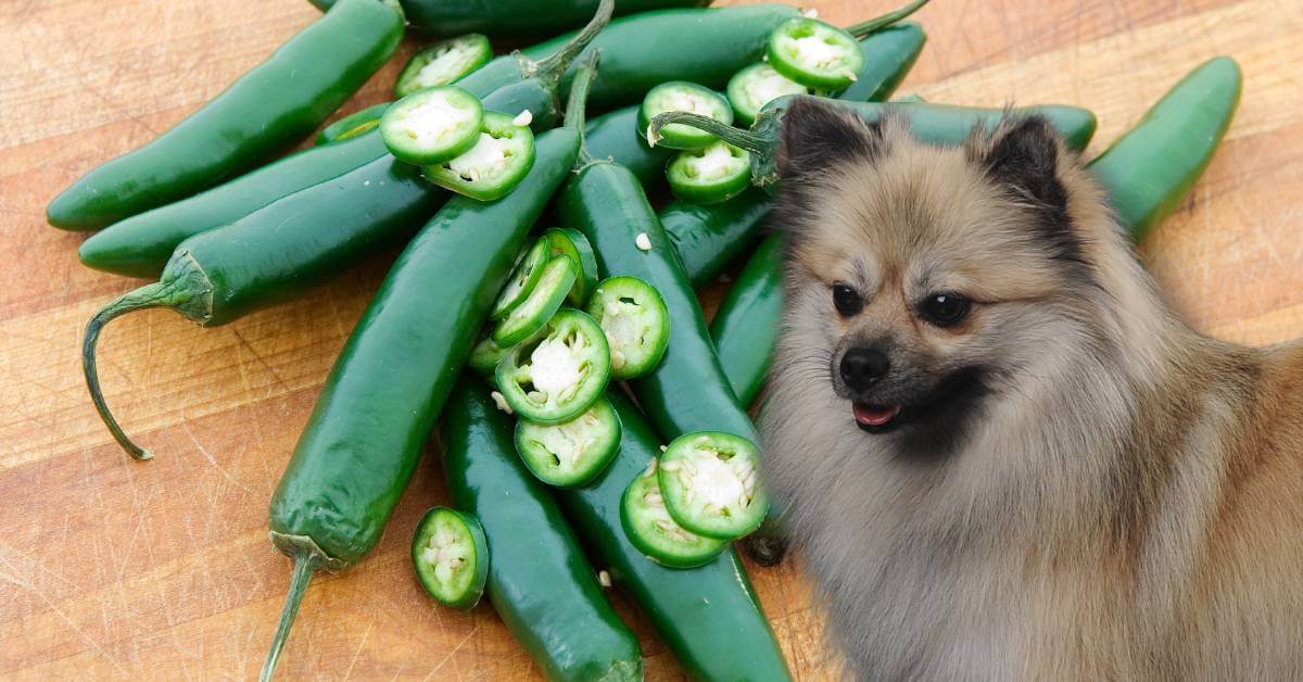 green cut jalapenos and a dog