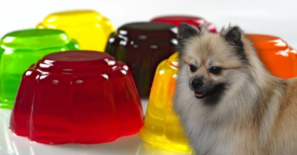 different color jello and a dog