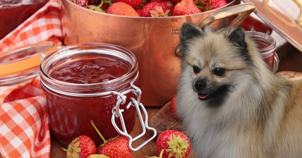 strawberry jam in a jar and a german spitz dog