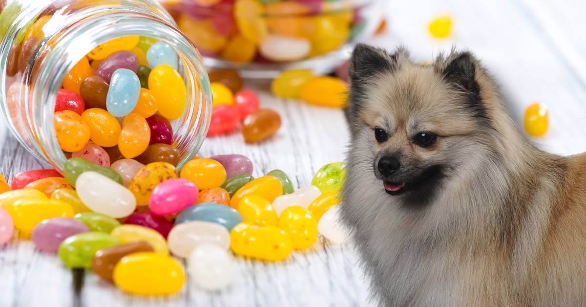 dog and colorful jelly beans spilled from a jar