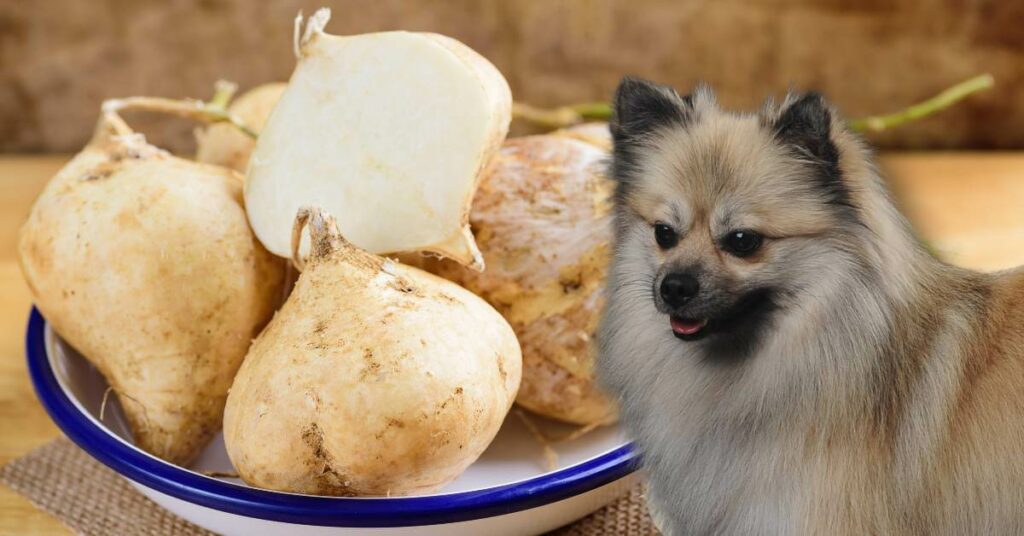 raw jicama on a plate and a dog