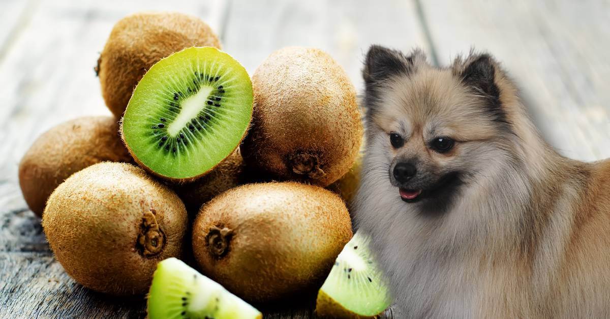 whole and halved kiwis and a dog