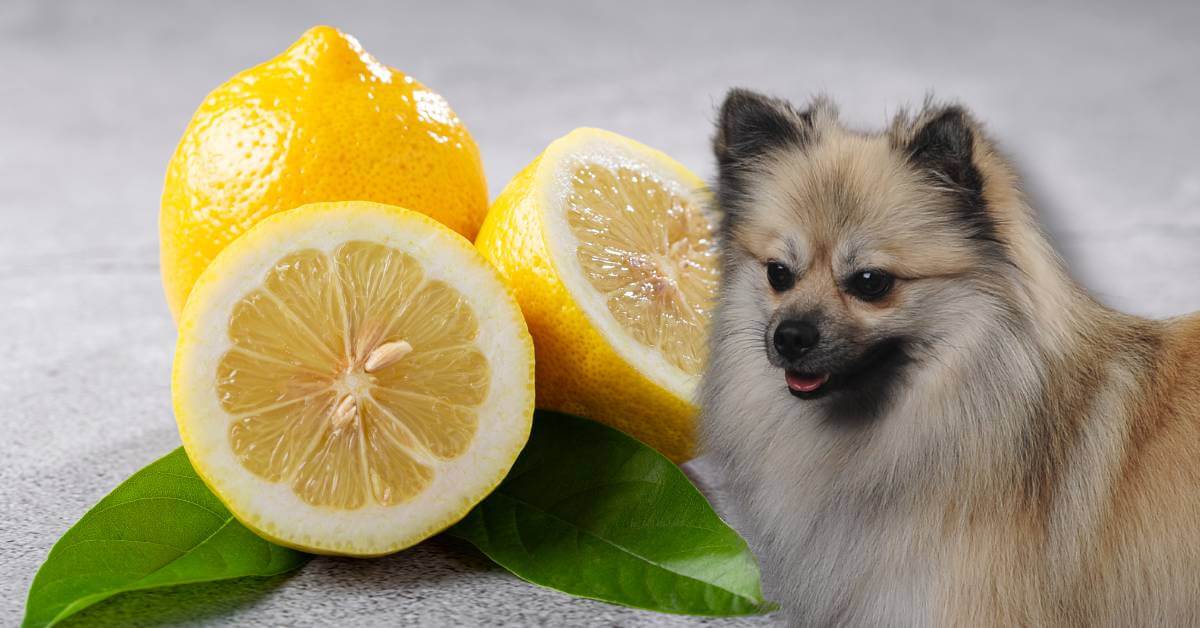 sliced and a whole lemon with leaves and a dog