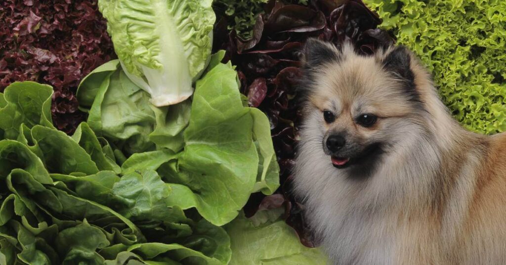 Dog looking at different types of lettuce