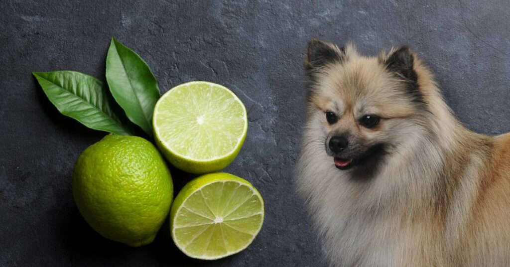 two limes, cut in half and a dog