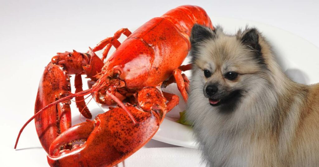 lobster and a dog