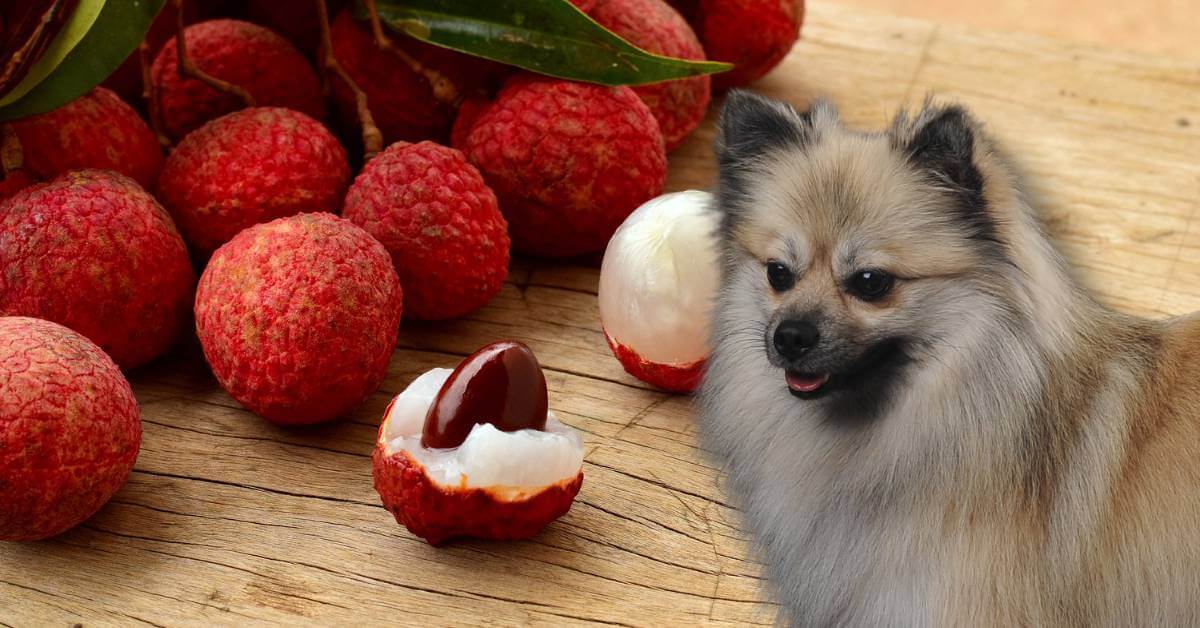 dog and lychee with pit and flesh