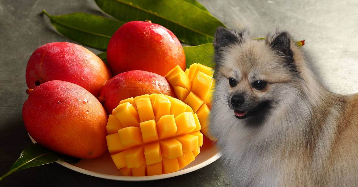 dog and freshly cut mango and whole mangoes