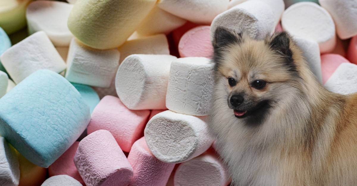 dog looking at colorful marshmallows