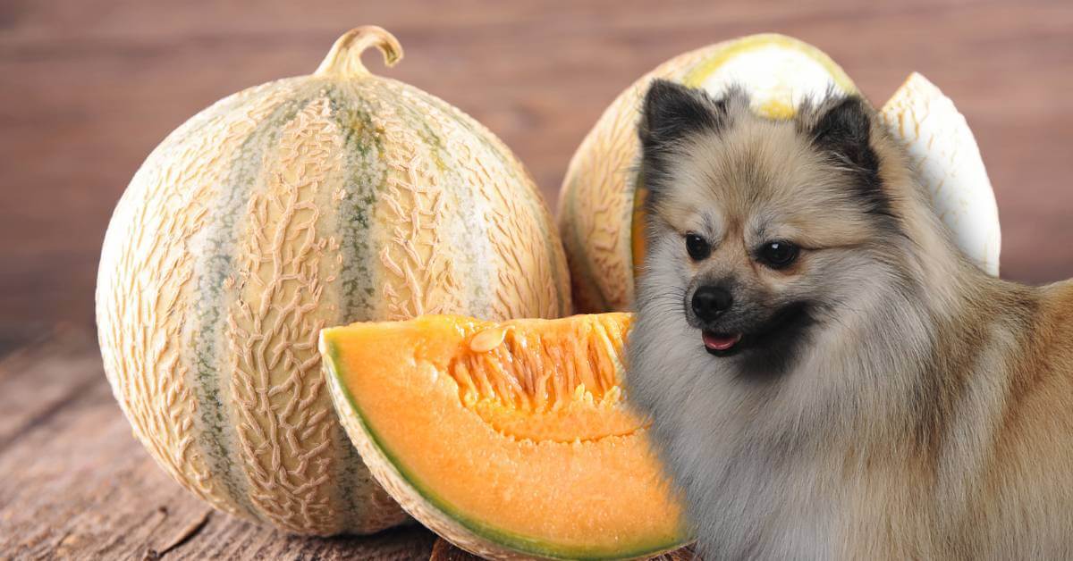 Whole and sliced melon and a dog