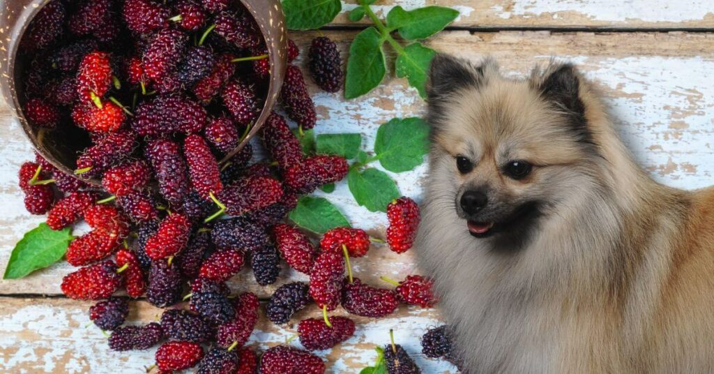 spilled bowl of black and red mulberries and a dog