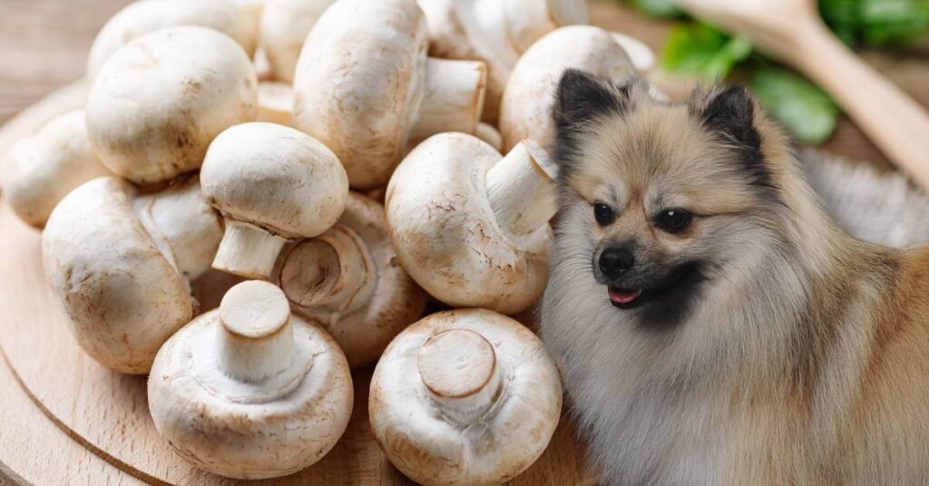 white button mushrooms and a dog