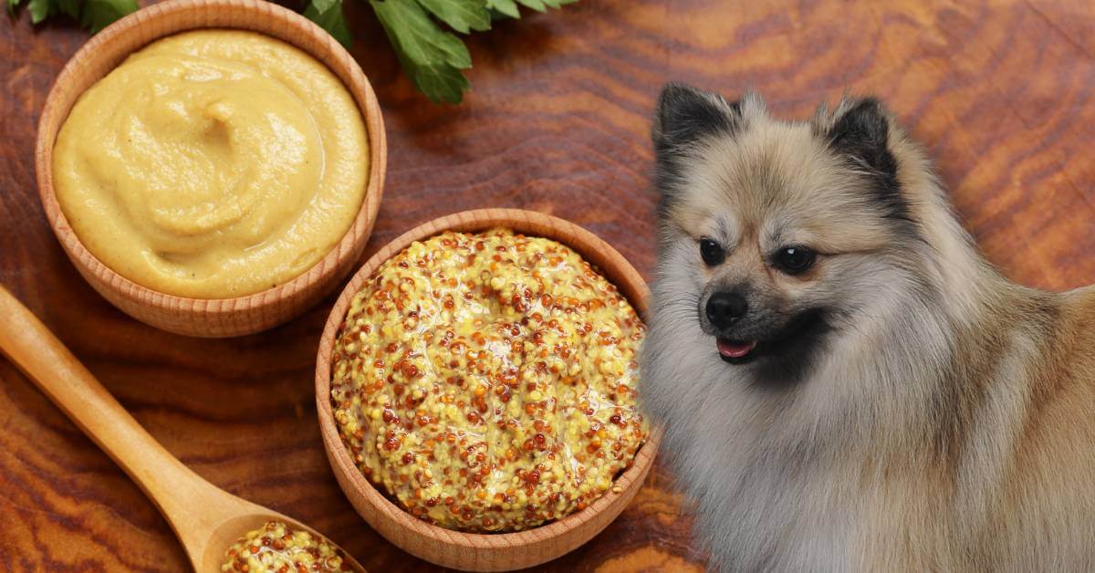 two types of mustard in bowls and a dog