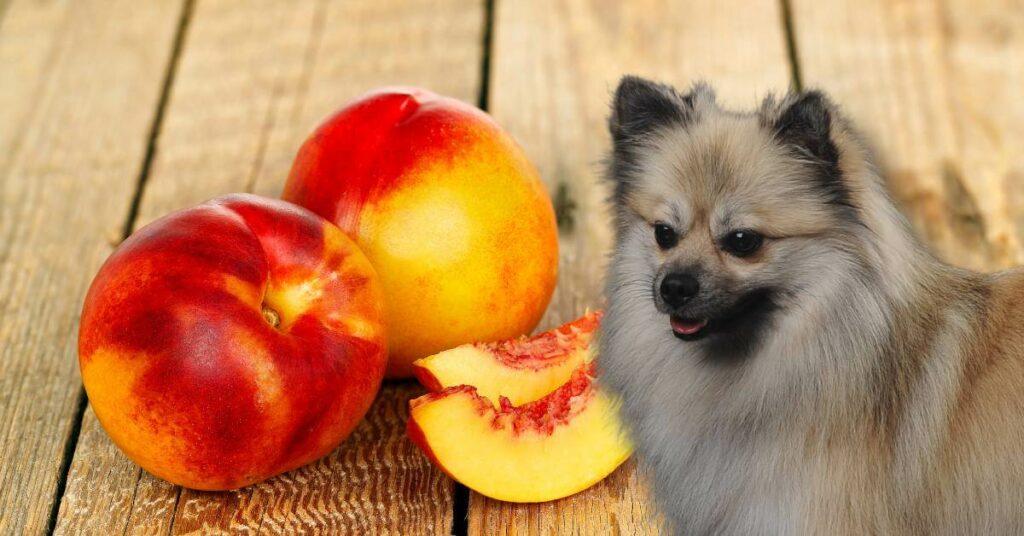 whole and cut nectarines and a dog