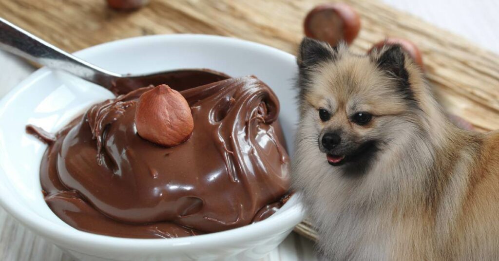 a bowl of nutella and a small dog