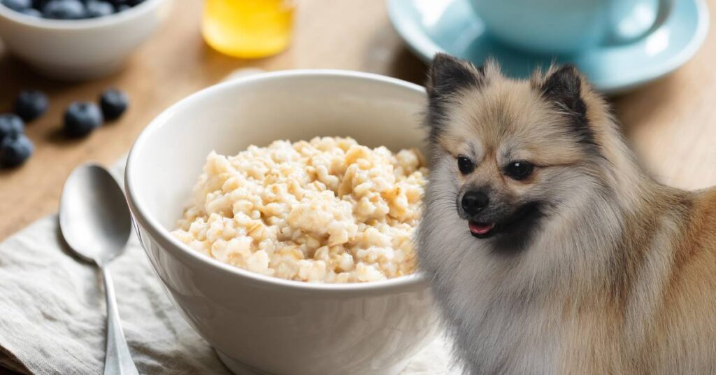 dog and oatmeal in a bowl with a spoon with blueberries in the background