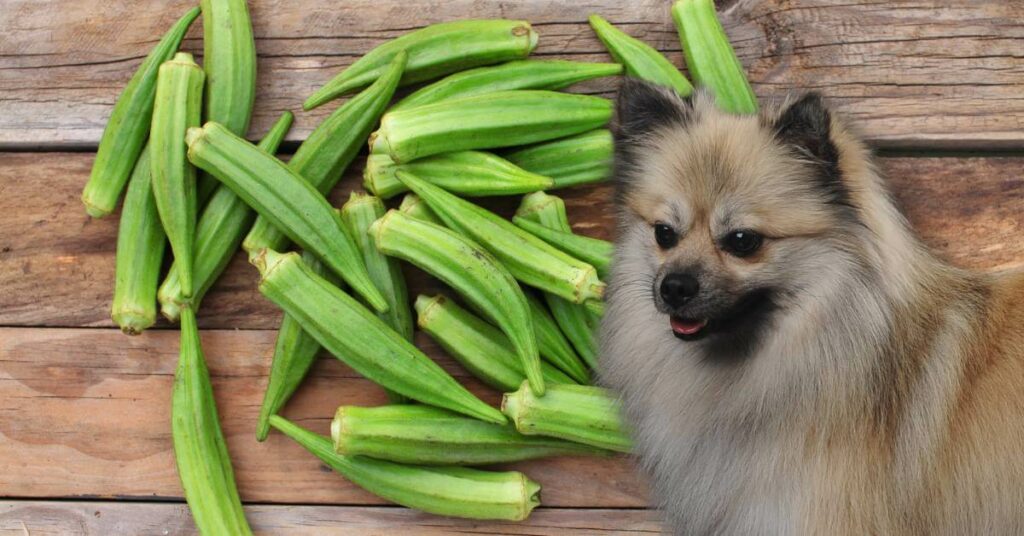 raw okra pods and a dog