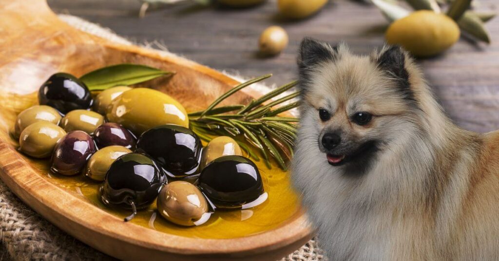 green and black olives on a plate and a dog