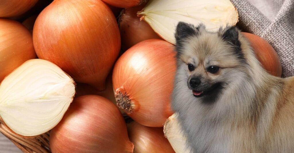 dog and whole and halved onions