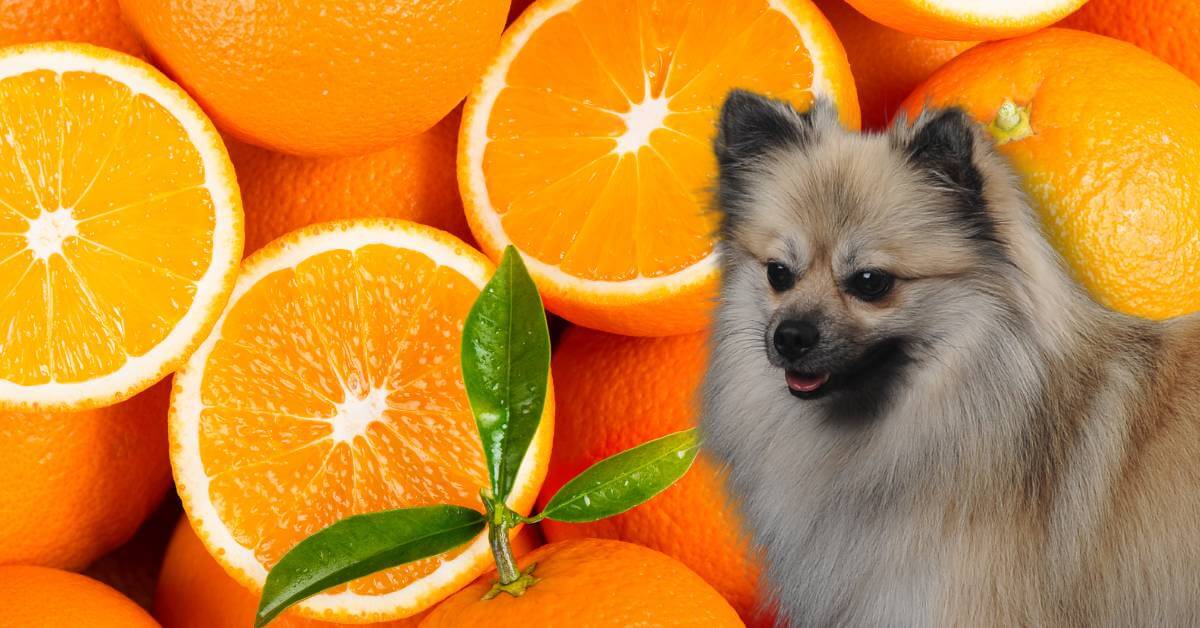 dog looking at whole and cut oranges