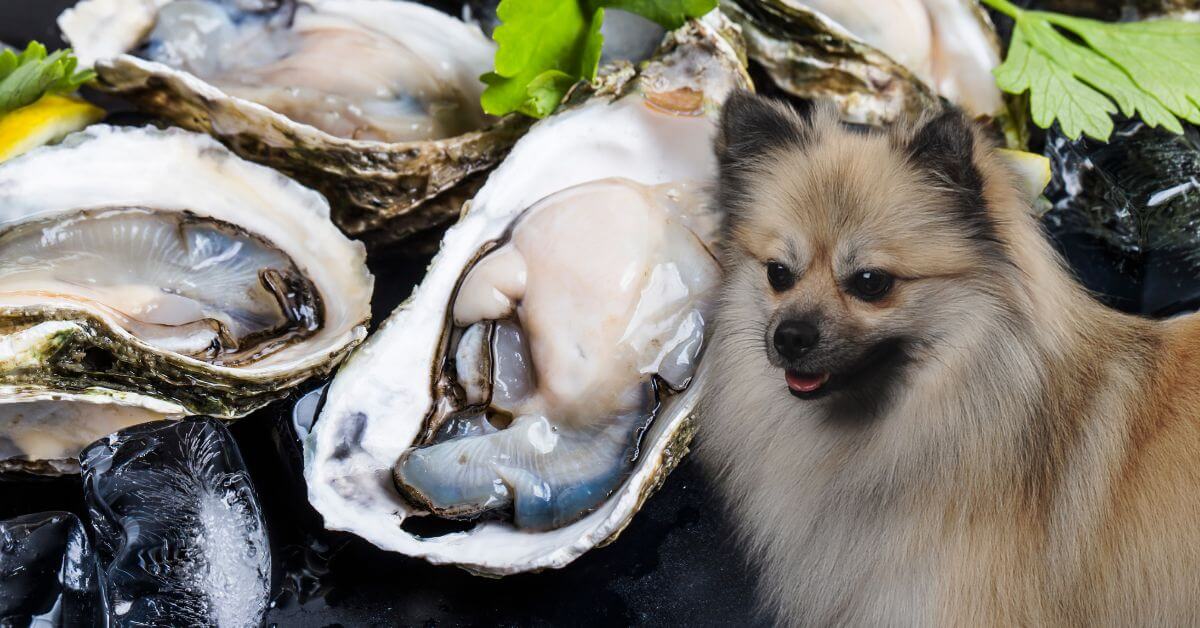 oysters halves and a dog