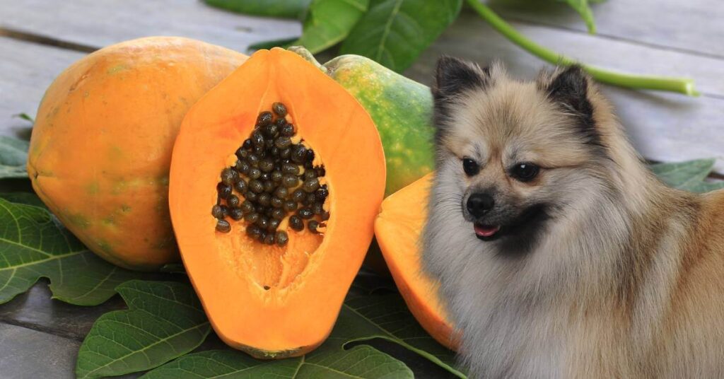 whole and half of papaya and a dog