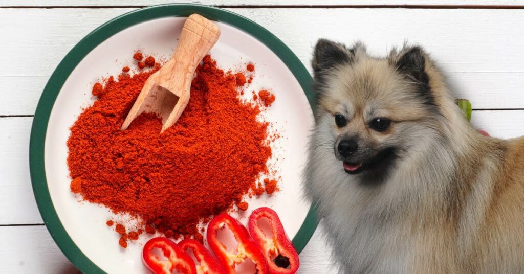 dog and ground red paprika on a plate