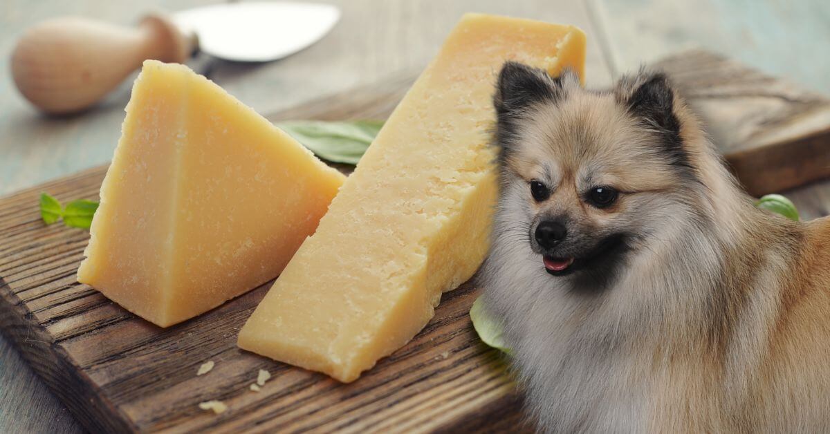 dog looking at parmesan cheese