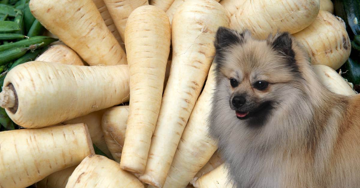 dog looking at fresh parsnips