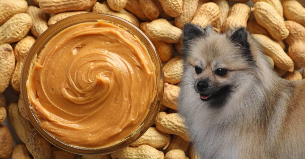 dog and peanut butter in a jar with whole peanuts