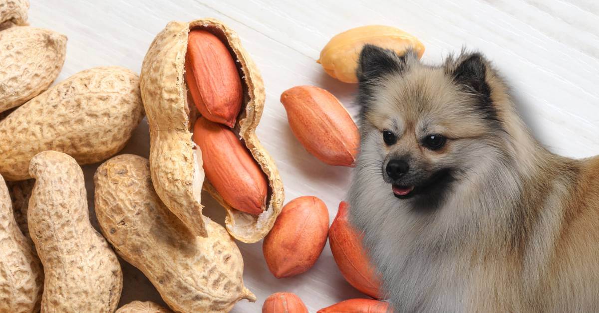 dog and whole peanuts with a shell and raw peanuts